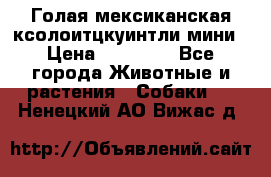 Голая мексиканская ксолоитцкуинтли мини › Цена ­ 20 000 - Все города Животные и растения » Собаки   . Ненецкий АО,Вижас д.